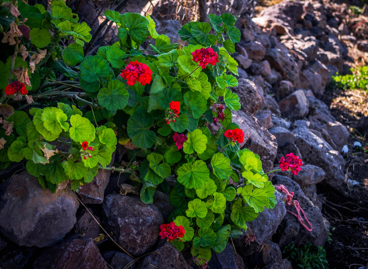 A spray of geraniums leans over a rock wall in an attempt to spr